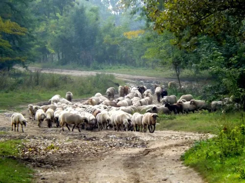 Kırıkkale İli Kırmızı Et Üreticileri Birliği